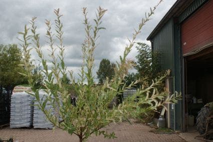 Wilg op stam (Salix integra 'Hakuro-nishiki')