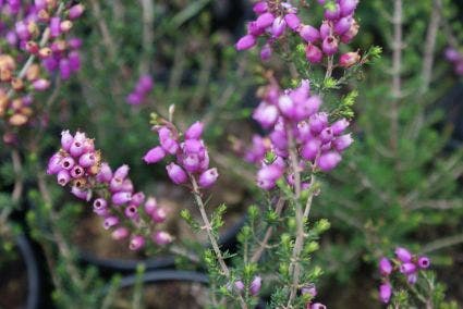 Dopheide (Erica cinerea)