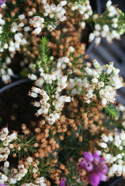 Dopheide (Erica cinerea 'Alba')