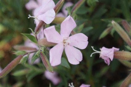 Zeepkruid (Saponaria lempergii 'Max Frei')