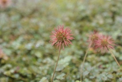 Stekelnootje (Acaena microphylla)