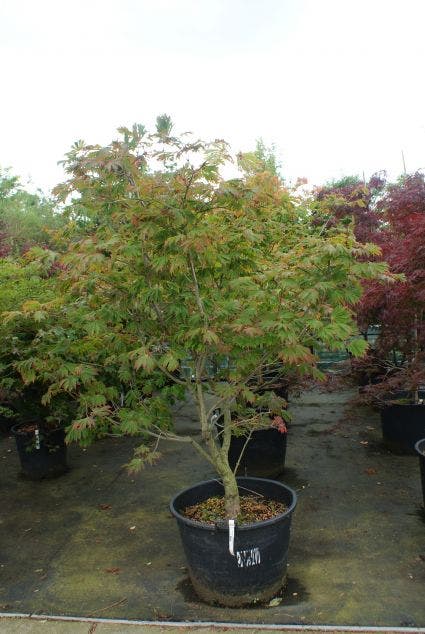 Japanse Esdoorn (Acer japonicum 'Aconitifolium')