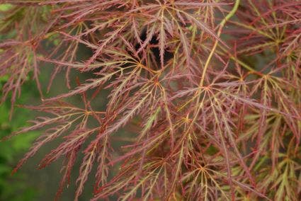 Japanse esdoorn (Acer palmatum 'Ornatum')