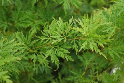 Japanse esdoorn (Acer palmatum 'Seiryu')