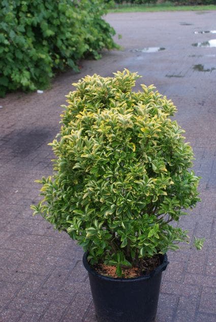 Kardinaalshoed als meeneemhaag (Euonymus japonicus 'Aureus)