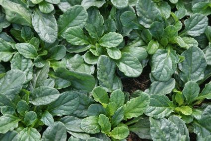 Zenegroen (Ajuga reptans 'Alba')