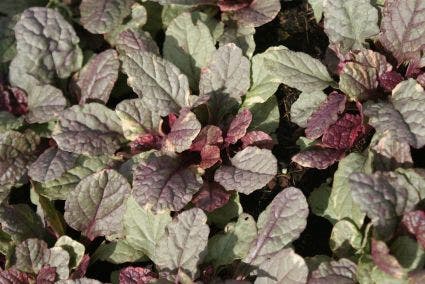 Zenegroen (Ajuga reptans 'Burgundy Glow')