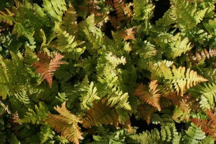 Herfstvaren (Dryopteris erythrosora)