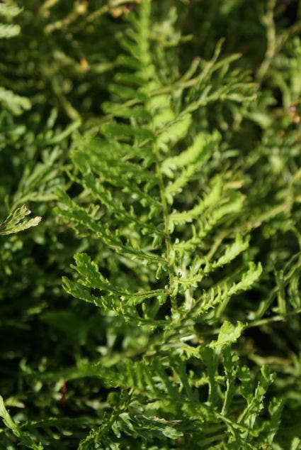 Schildvaren (Dryopteris filix-mas 'Linearis Polydactyla')