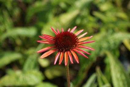 Zonnehoed (Echinacea purpurea 'Sundown')