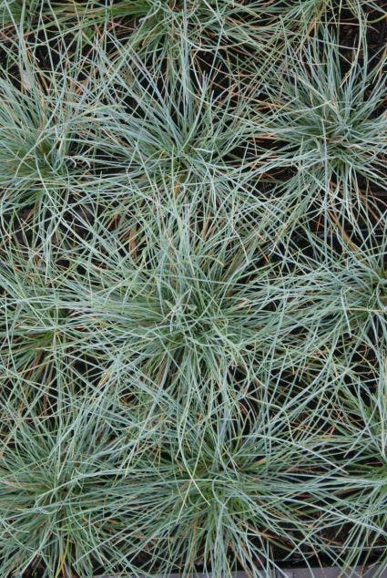 Blauw schapegras (Festuca glauca)