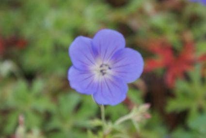 Ooievaarsbek (Geranium 'Brookside')