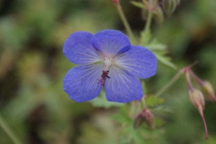 Ooievaarsbek (Geranium 'Johnson's Blue')