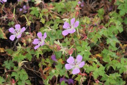 Ooievaarsbek (Geranium 'Sweet Heidy')