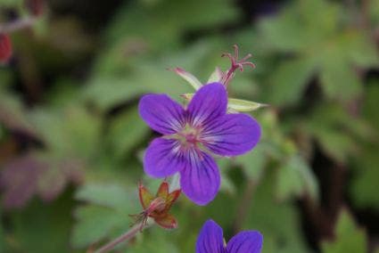 Ooievaarsbek (Geranium wlassovianum)