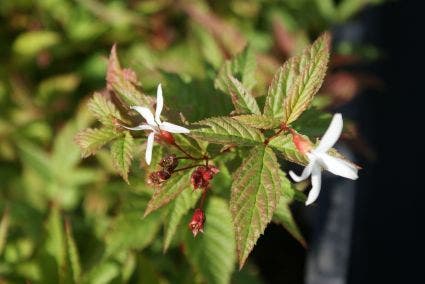 Driebladige braakwortelspirea(Gillenia trifoliata)