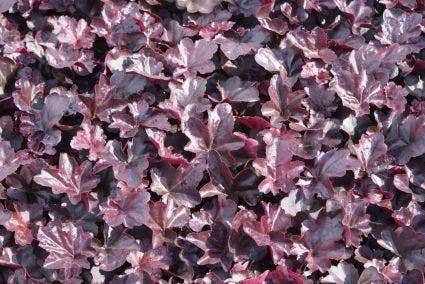 Purperklokje (Heuchera 'Obsidian')