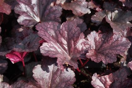 Purperklokje (Heuchera 'Plum Pudding')