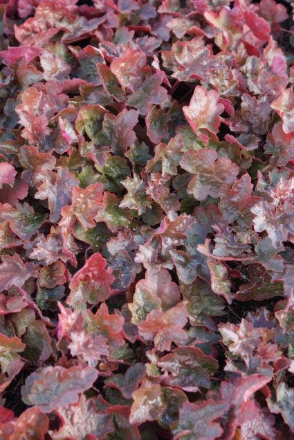 Purperklokje (Heuchera 'Rachel')