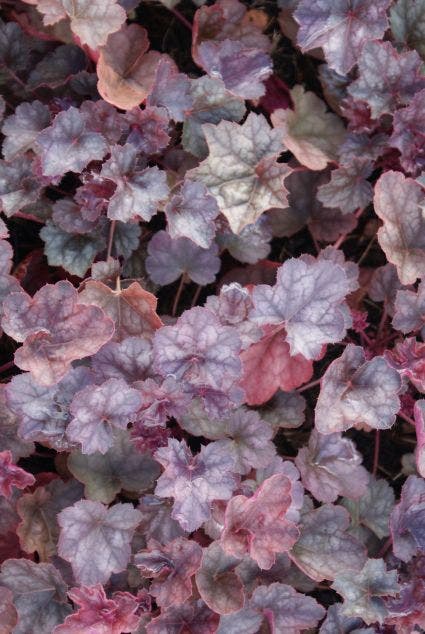 Purperklokje (Heuchera 'Regina')