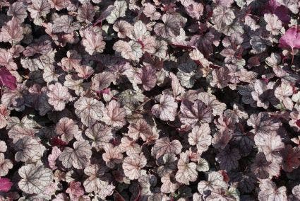 Purperklokje (Heuchera 'Silver Scrolls')