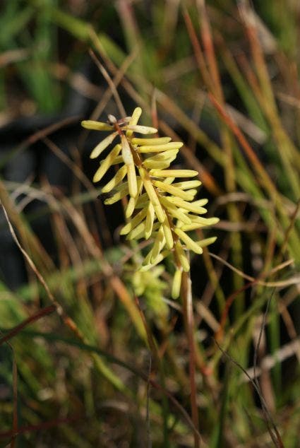 Vuurpijl/Fakkellelie (Kniphofia 'Little Maid')