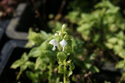 Dovenetel (Lamium maculatum 'Album')