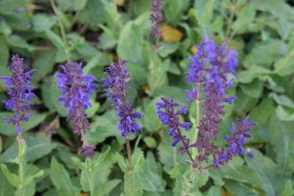 Salie (Salvia nemorosa 'Viola Klose')