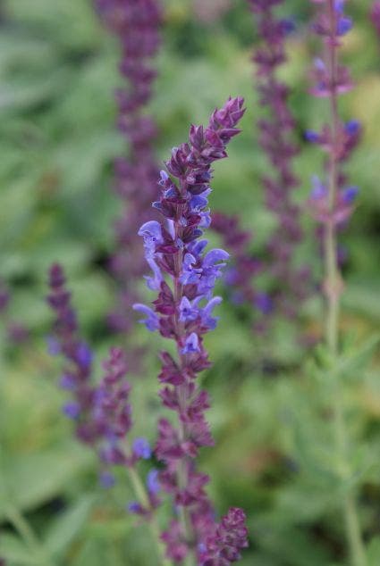 Salie (Salvia nemorosa)