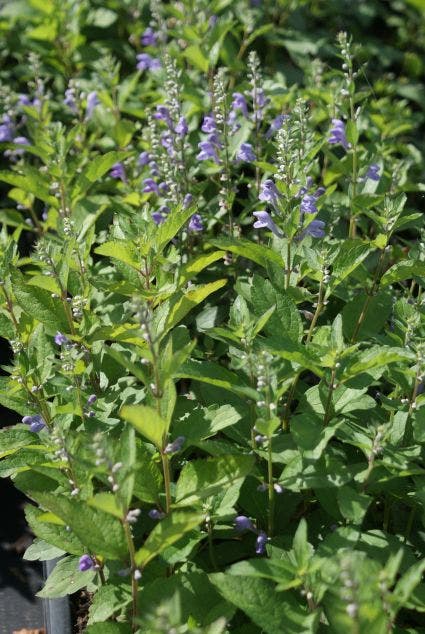 Glidkruid/helmkruid (Scutellaria incana)