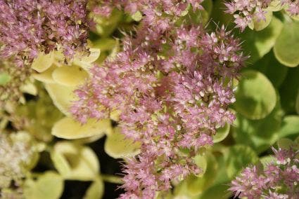 Septemberkoning (Sedum spectabile 'Brillant')