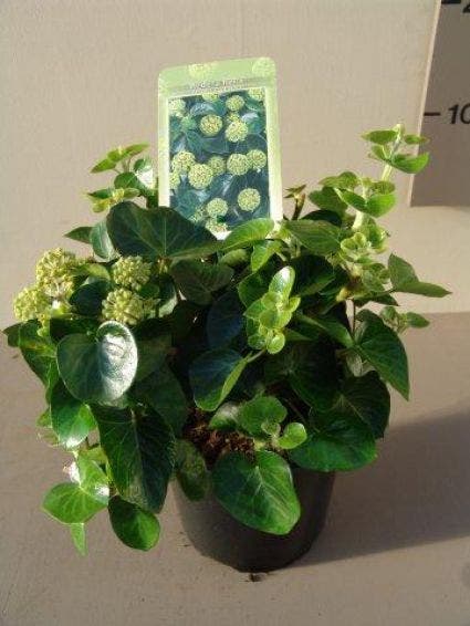 Struikklimop (Hedera helix 'Arbori Compact')