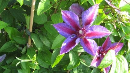 Bosrank (Clematis 'Akaishi')