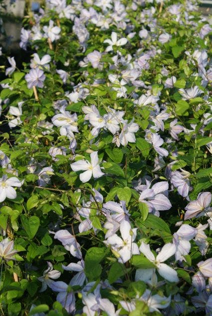 Bosrank (Clematis 'Dutch sky')