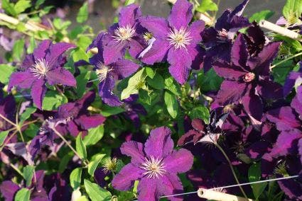 Bosrank (Clematis 'Rasputin')