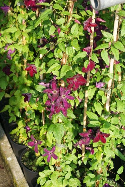 Bosrank (Clematis viticella 'Royal velours')