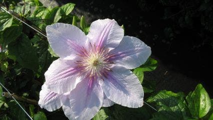 Bosrank (Clematis 'Bees Jubilee')