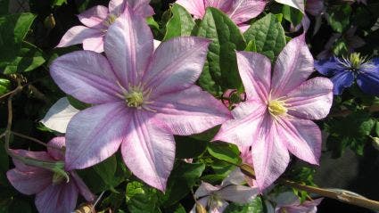 Bosrank (Clematis 'Caroline')