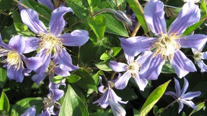 Bosrank (Clematis 'Juuli')