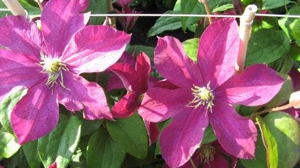 Bosrank (Clematis 'Madame Edouard Andre')