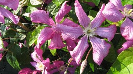 Bosrank (Clematis 'Margot Koster')