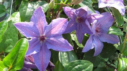 Bosrank (Clematis 'Minister')