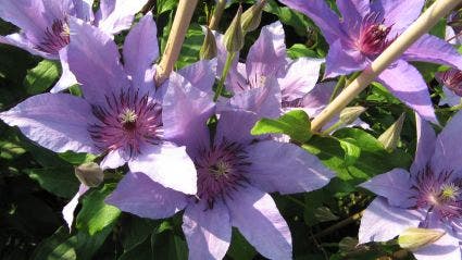 Bosrank (Clematis 'Natascha')