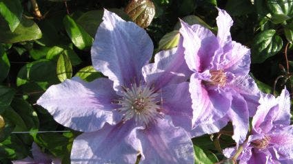 Bosrank (Clematis 'Sealand gem')