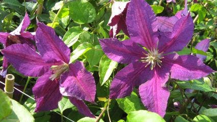 Bosrank (Clematis 'Vostok')