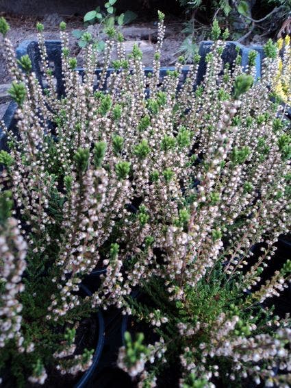 Struikheide (Calluna vulgaris 'Alba Erecta')