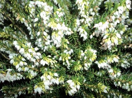 Witte Winterheide (Erica carnea 'Isabell')