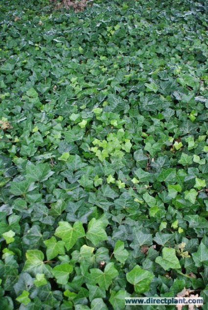 Grootbladige Klimop (Hedera hibernica)