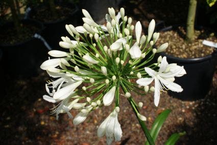 Afrikaanse lelie (Agapanthus africanus 'Albus')