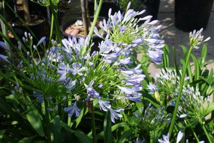 Afrikaanse lelie (Agapanthus africanus)